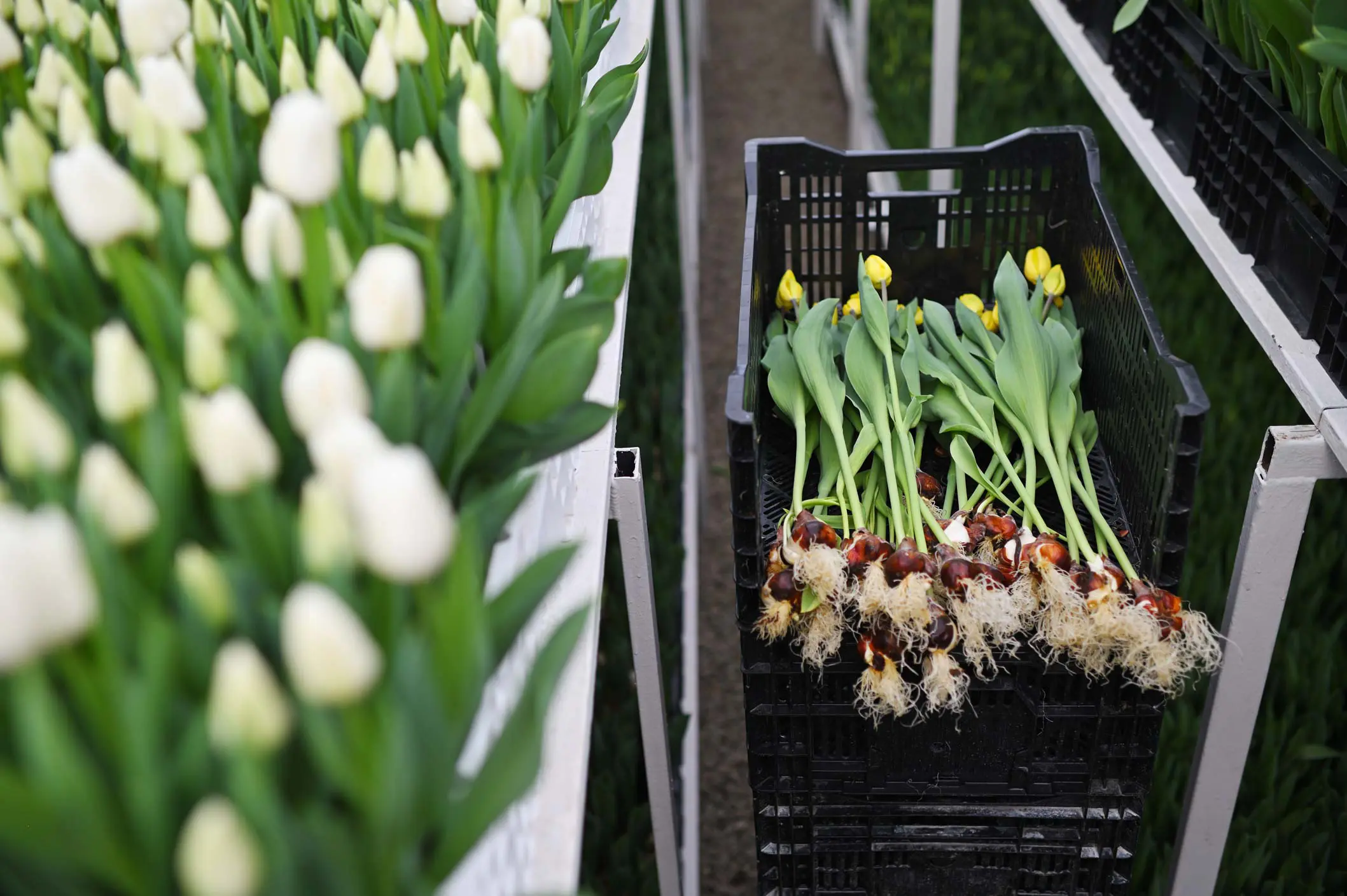 Tulpenbollen van dichtbij in een kas