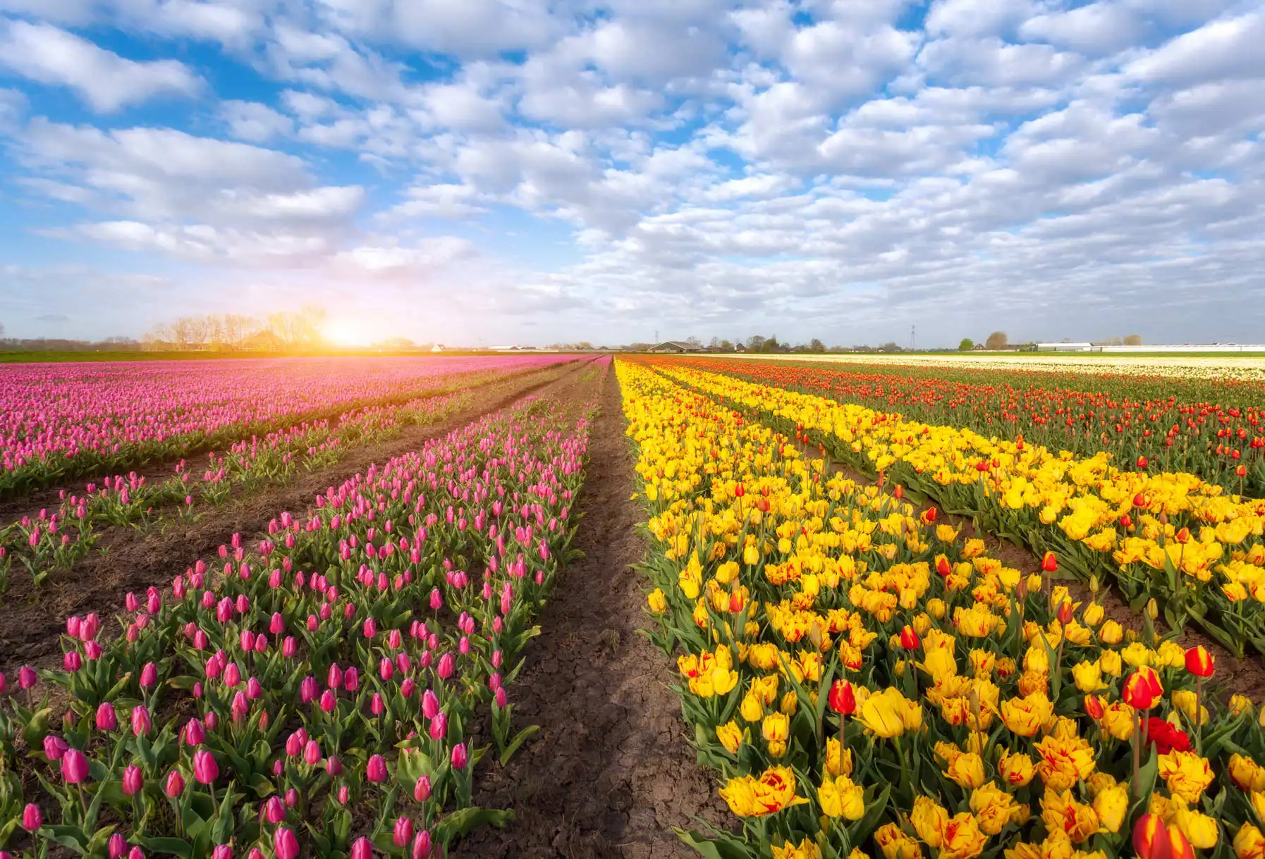 Tulpenveld bij zonsondergang